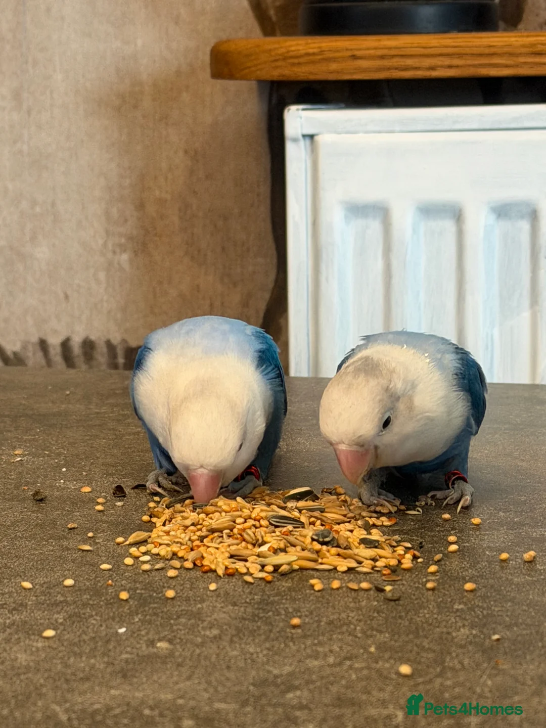 Lovebirds birds for sale: Opaline lovebirds  - Advert 5