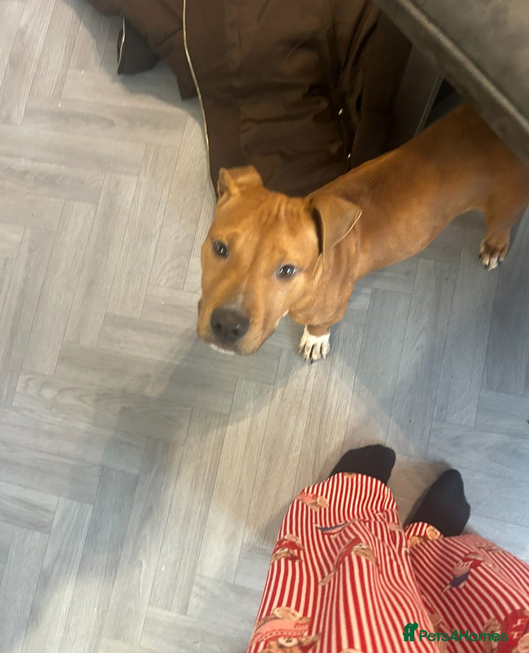 Staffordshire Bull Terrier dogs for sale: Staffordshire bull terrier  - Advert 2