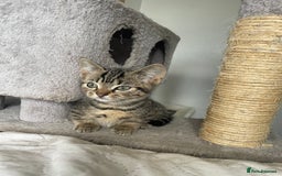 Munchkin cats for sale: Munchkin kittens - 2 left - Advert 26