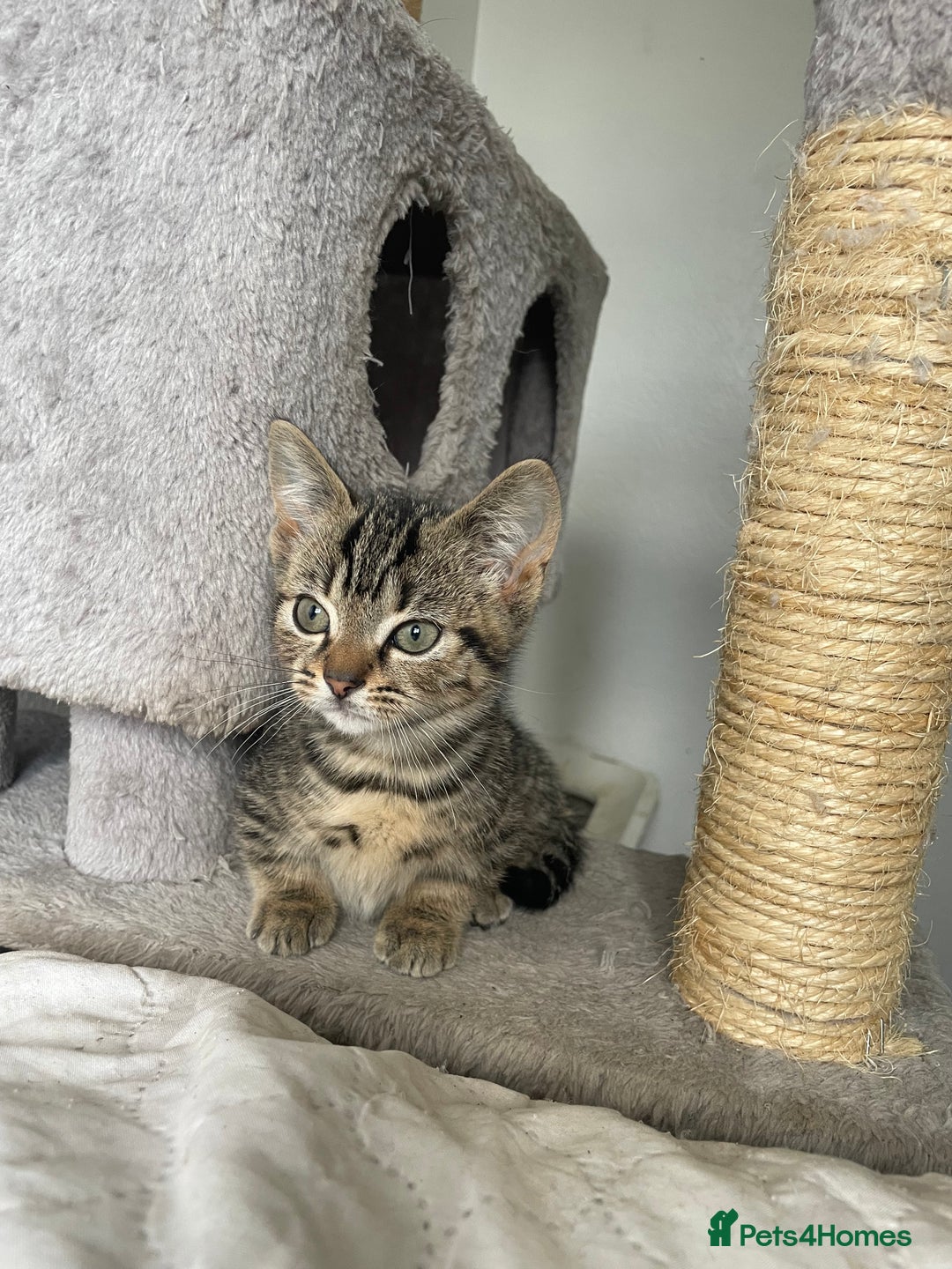 Munchkin cats for sale: Munchkin kittens - 2 left - Advert 26