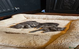 Maine Coon cats for sale: 3 lovely Grey Maine Coon cross kittens - Image 8