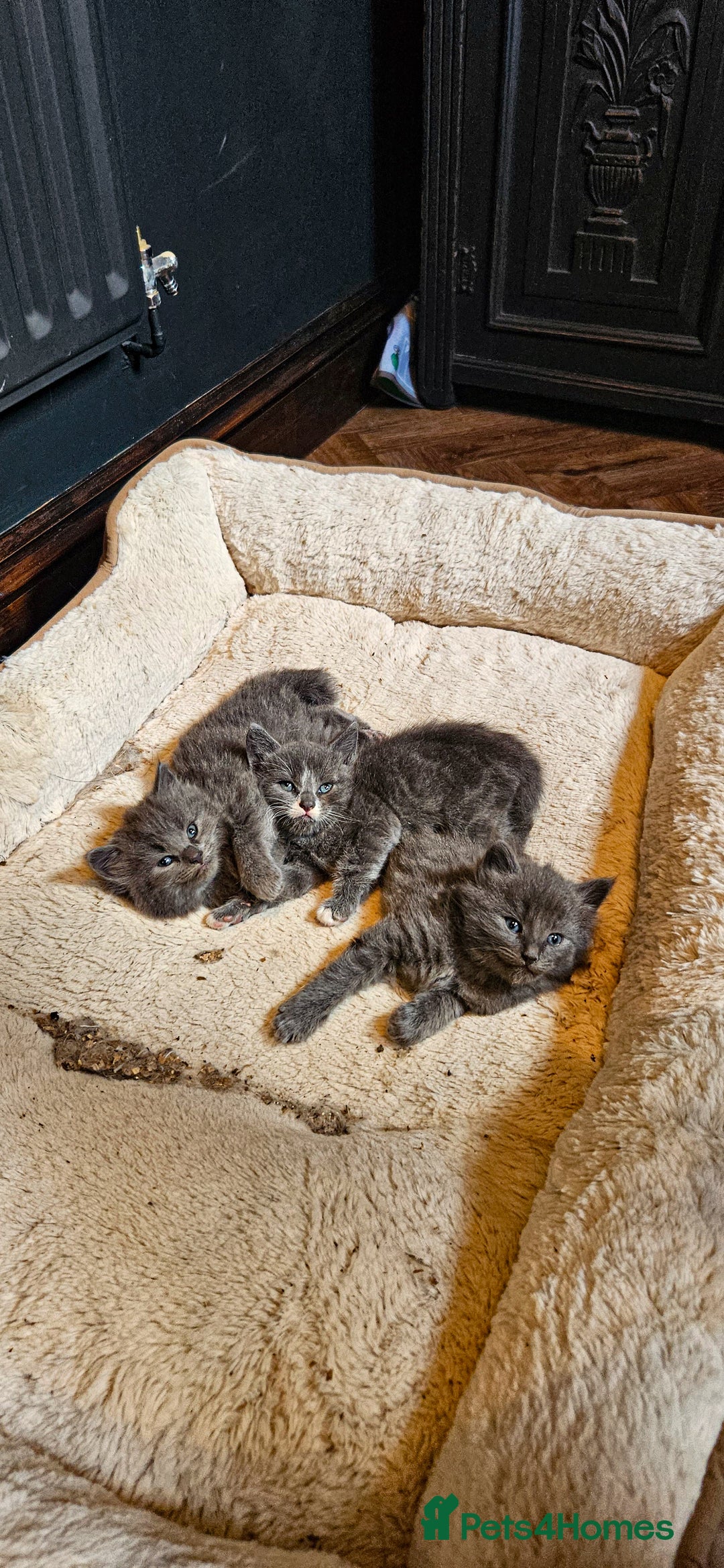 Maine Coon cats for sale: 3 lovely Grey Maine Coon cross kittens - Image 8