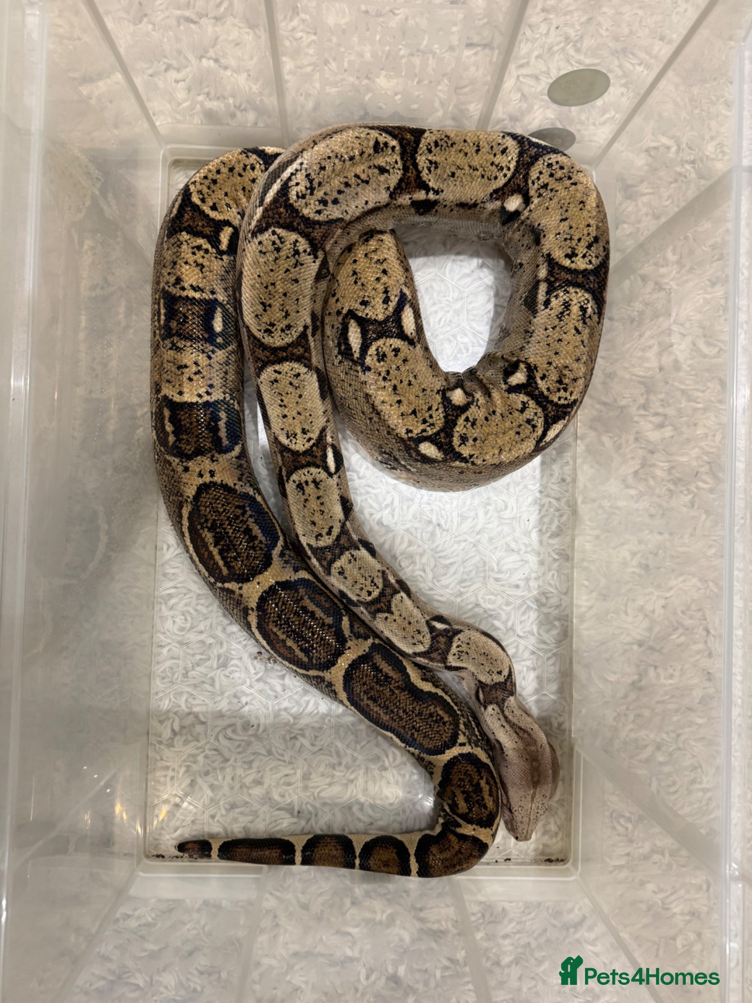 Boa Snake reptiles Boa Constrictor 7+ ft Female CB2014  - Advert 1
