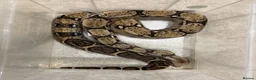 Boa Snake reptiles for sale: Boa Constrictor 7+ ft Female CB2014  in Doncaster - Advert 1
