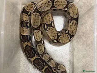 Boa Snake reptiles Boa Constrictor 7+ ft Female and Vivarium CB2014 - Advert 1