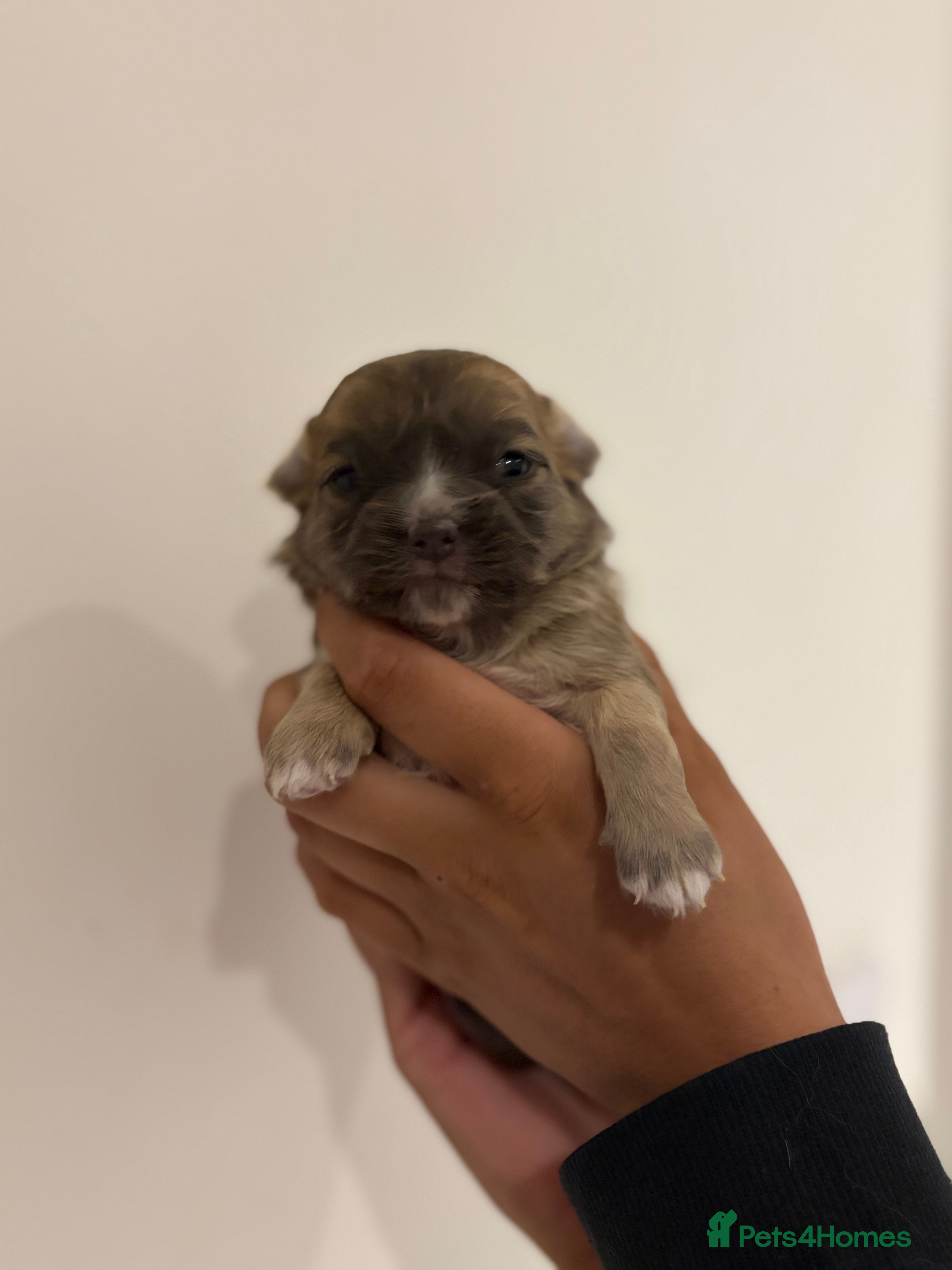 Chihuahua dogs Long hair chihuahua puppies - Advert 7