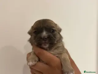 Chihuahua dogs Long hair chihuahua puppies - Advert 7