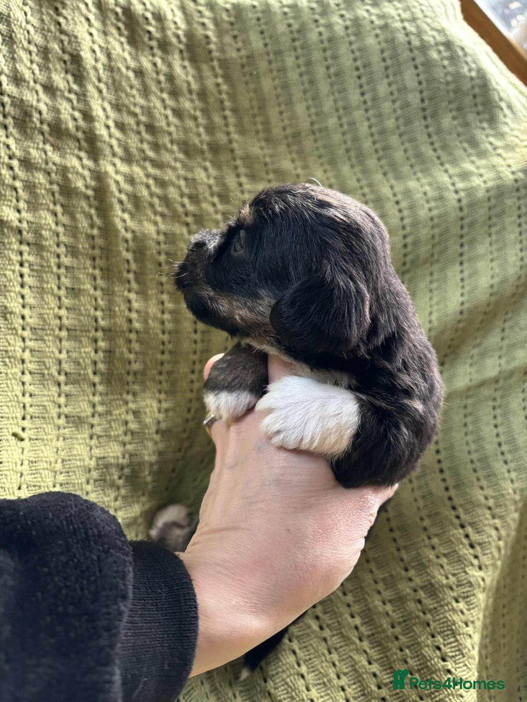 Mixed Breed dogs for sale: Lhasa-JackRussell - Advert 11