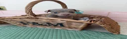 Jack Russell dogs for sale: Much Wenlock stunning puppy  - Advert 23
