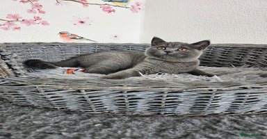 British Shorthair cats - Advert 10