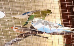 Budgerigars birds for sale: Budgie - Image 2
