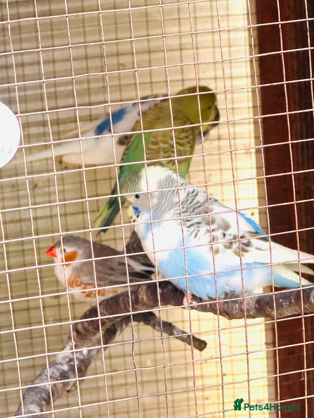 Budgerigars birds for sale: Budgie - Image 2
