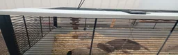 Gerbil rodents for sale: X 2 gerbals  in Bridport - Advert 1