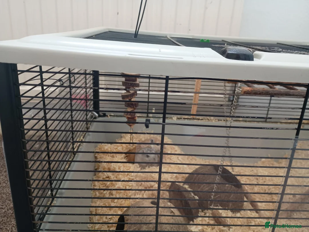 Gerbil rodents for sale: X 2 gerbals  in Bridport - Advert 1