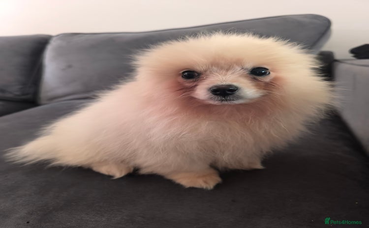 Pomeranian dogs - Advert 1