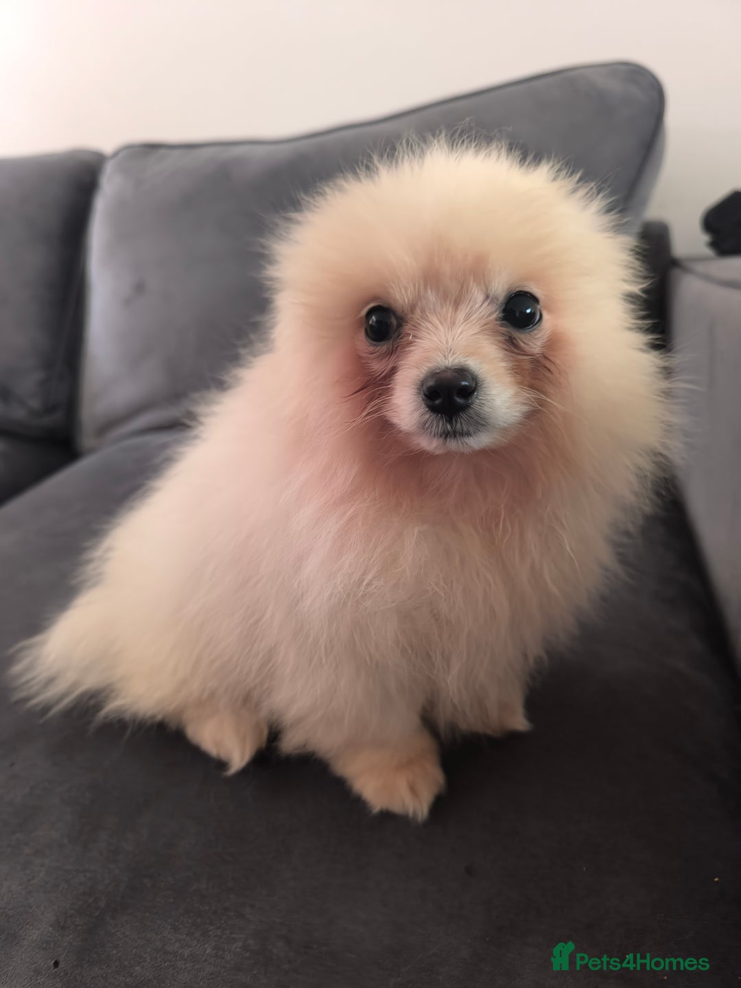 Pomeranian dogs for sale: Male Pomeranian  - Image 1