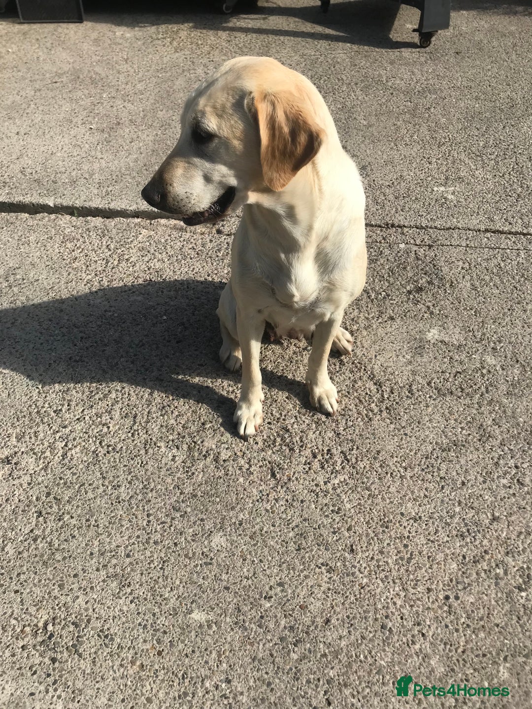 Labrador Retriever dogs for sale: Labrador Puppies - 1 Male & 3 Females Available - Advert 3