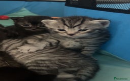 Mixed Breed cats for sale: British shorthair X British shorthair x Tabby - Image 32