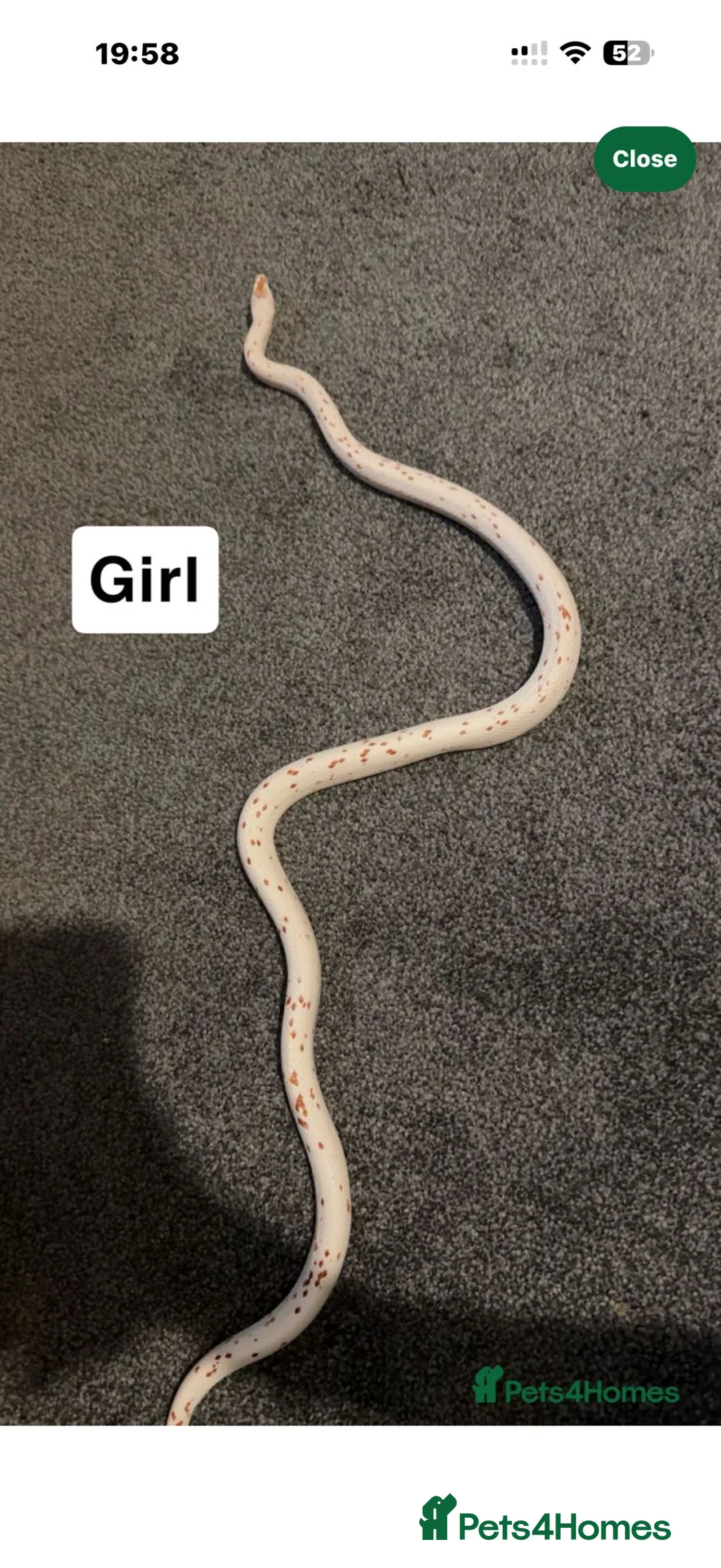 Corn Snake reptiles for sale: Male and female  - Advert 2