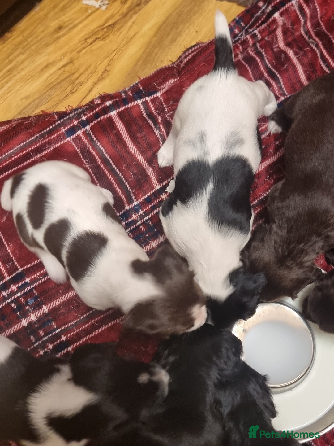 Sprocker dogs for sale: Sprocker pups - Advert 4