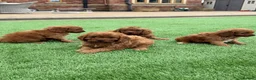 Cavapoo dogs for sale: F1 Cavapoo babies  - Advert 16