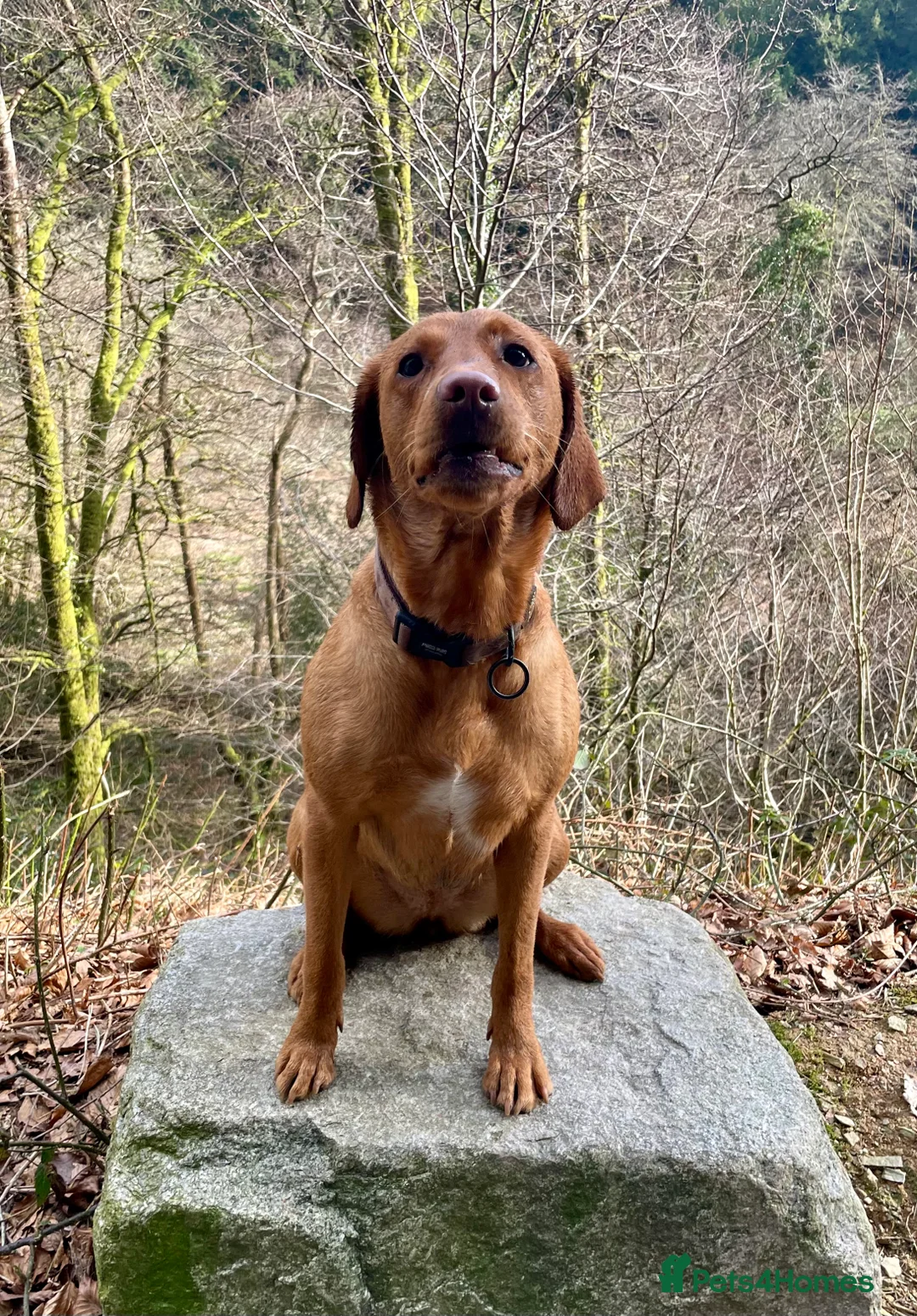 Labrador Retriever dogs for sale: Fox Red Labrador Puppies - Advert 12