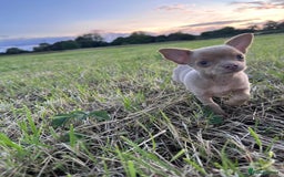 Chihuahua dogs for sale: Last Pup left! Ready for his new home!  - Image 7
