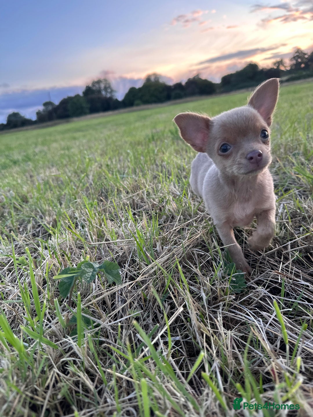Chihuahua dogs for sale: Last Pup left! Ready for his new home!  - Image 7