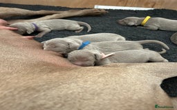 Weimaraner dogs for sale: Belle’s beautiful puppy’s silver ghosts Weimaraner - Image 8