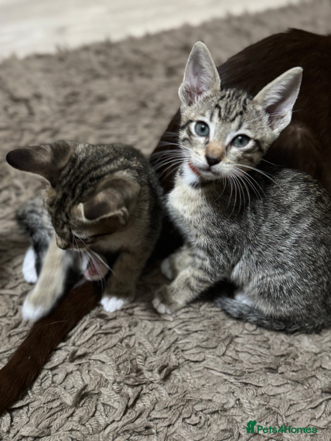 Mixed Breed cats for sale: Sweet kittens for sale  - Advert 6