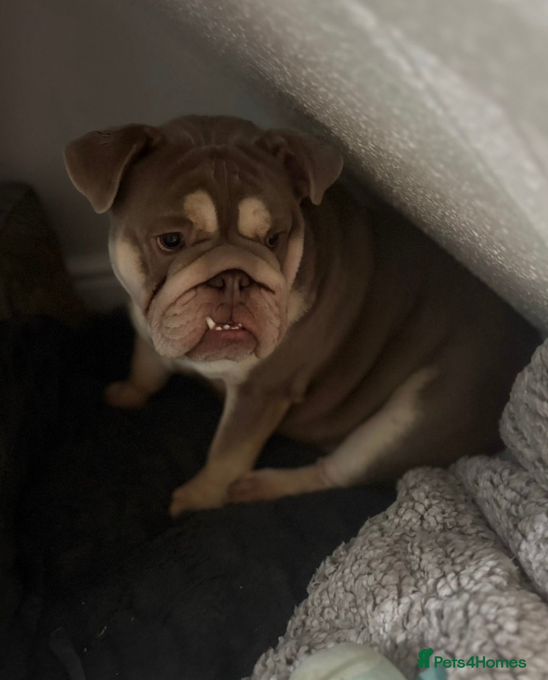 English Bulldog dogs for sale: Lilac & tan bulldog female - Advert 4