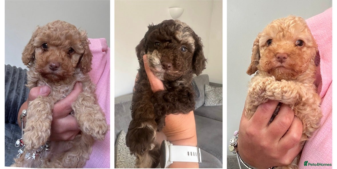 Cockapoo dogs Stunning F1b cockapoo puppies ready next week - Advert 5