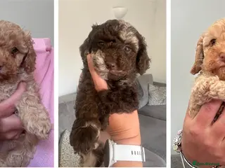 Cockapoo dogs Stunning F1b cockapoo puppies ready next week - Advert 5