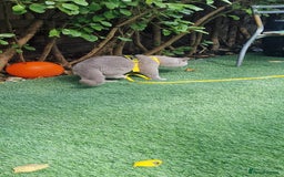 British Shorthair cats for stud: Amasing British Shorthair Lilac for stud - Image 10