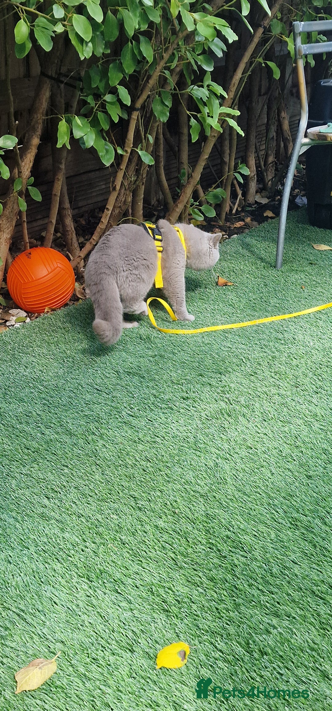 British Shorthair cats for stud: Amasing British Shorthair Lilac for stud - Image 10