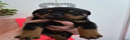 Rottweiler dogs for sale: Stunning fully health tested rottweiler pups in Sheffield - Advert 15