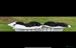Bordoodle dogs for sale: GOLD STANDARD HIGH HEALTH COLLIPOO PUPPIES 🌟 - Image 4