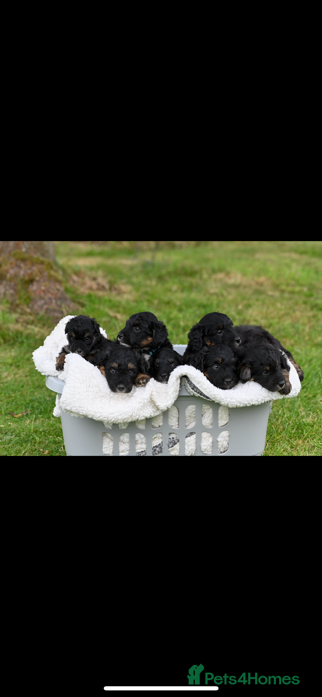 Bordoodle dogs for sale: GOLD STANDARD HIGH HEALTH COLLIPOO PUPPIES 🌟 - Image 4