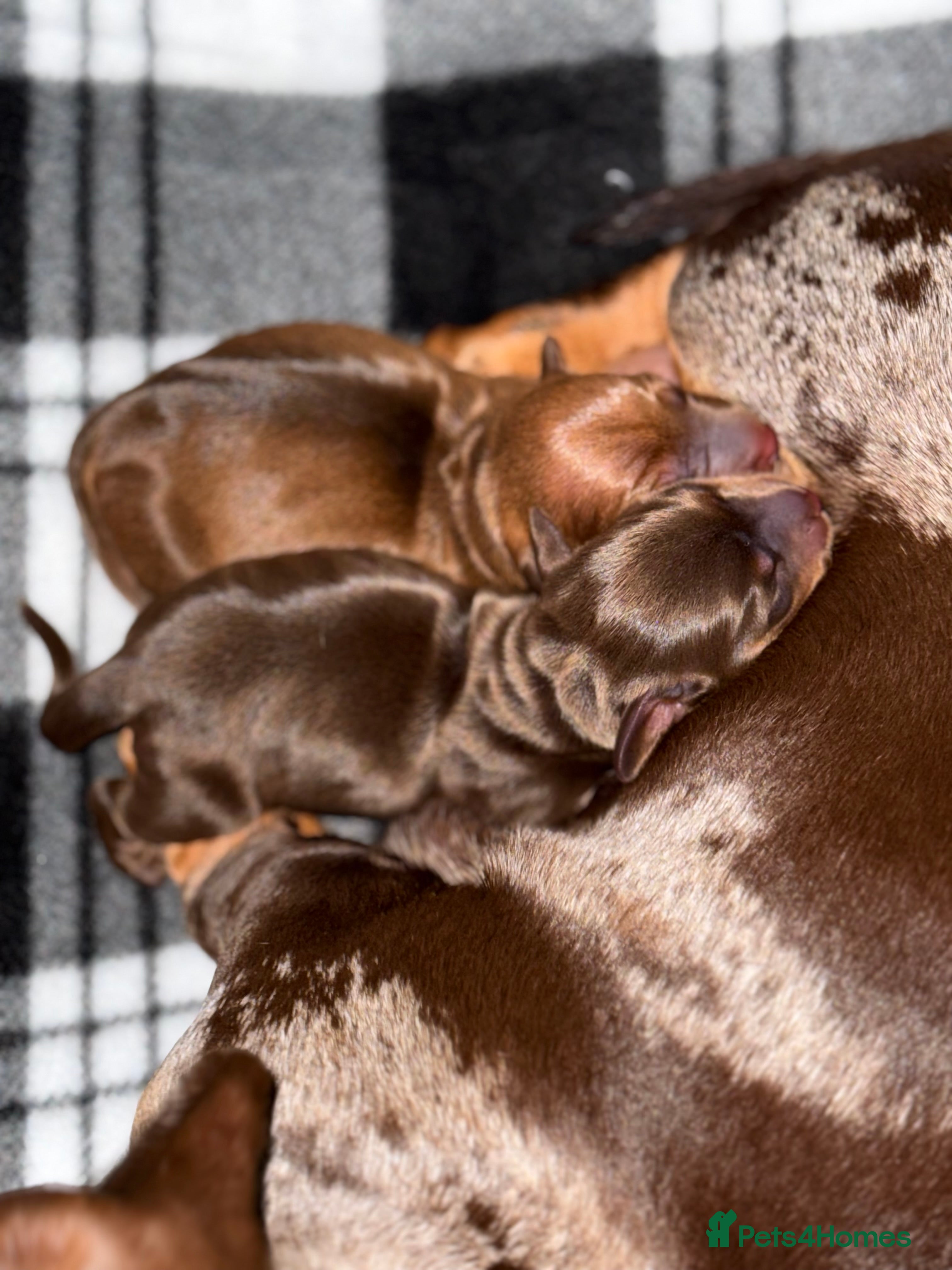 Miniature Dachshund dogs Miniature dachshund puppies  - Advert 13