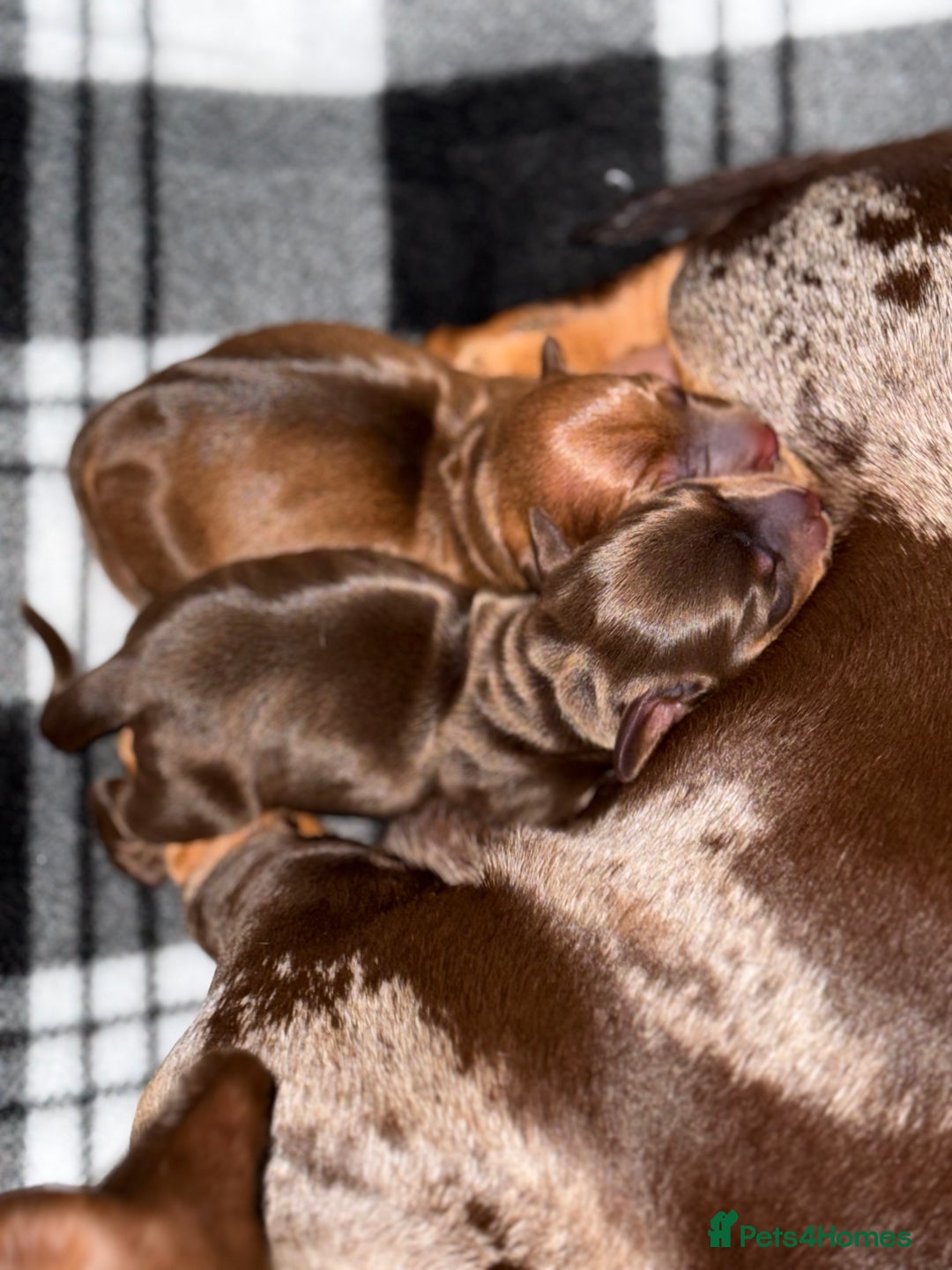 Miniature Dachshund dogs for sale: Miniature dachshund puppies  - Advert 1