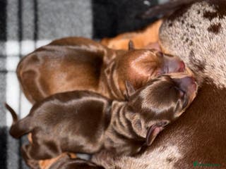 Miniature Dachshund dogs Miniature dachshund puppies - Advert 9