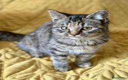 British Shorthair cats for sale: Pure British Shorthair Girls Ready Now! - Image 2