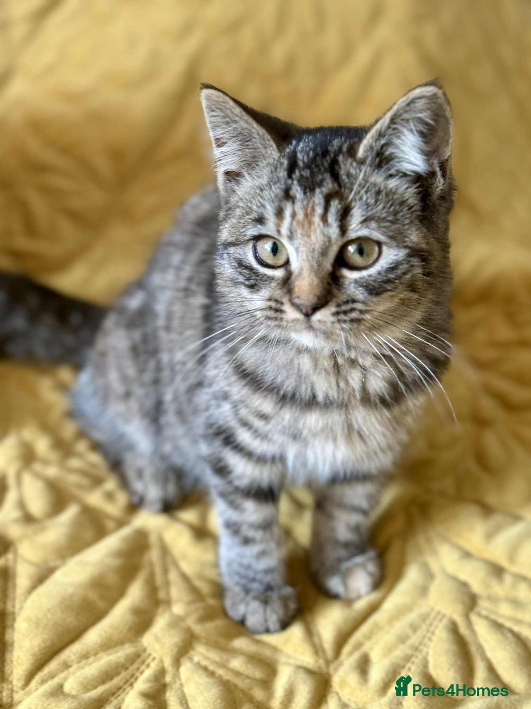 British Shorthair cats for sale: Pure British Shorthair Girls Ready Now! - Image 2