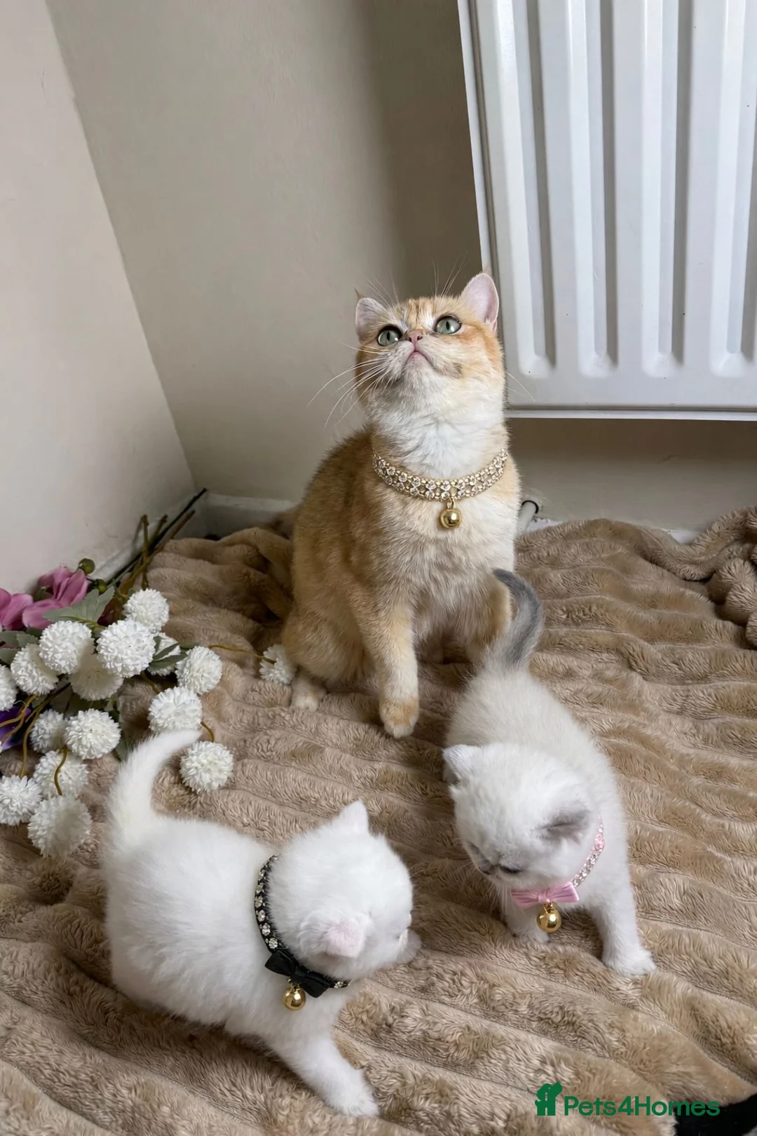 British Shorthair cats for sale: British cats - Advert 1