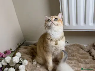 British Shorthair cats British cats - Advert 1