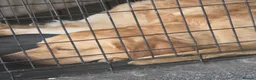 Mixed Breed dogs for sale:  labrador × mastiff they are brother and sister - Advert 6
