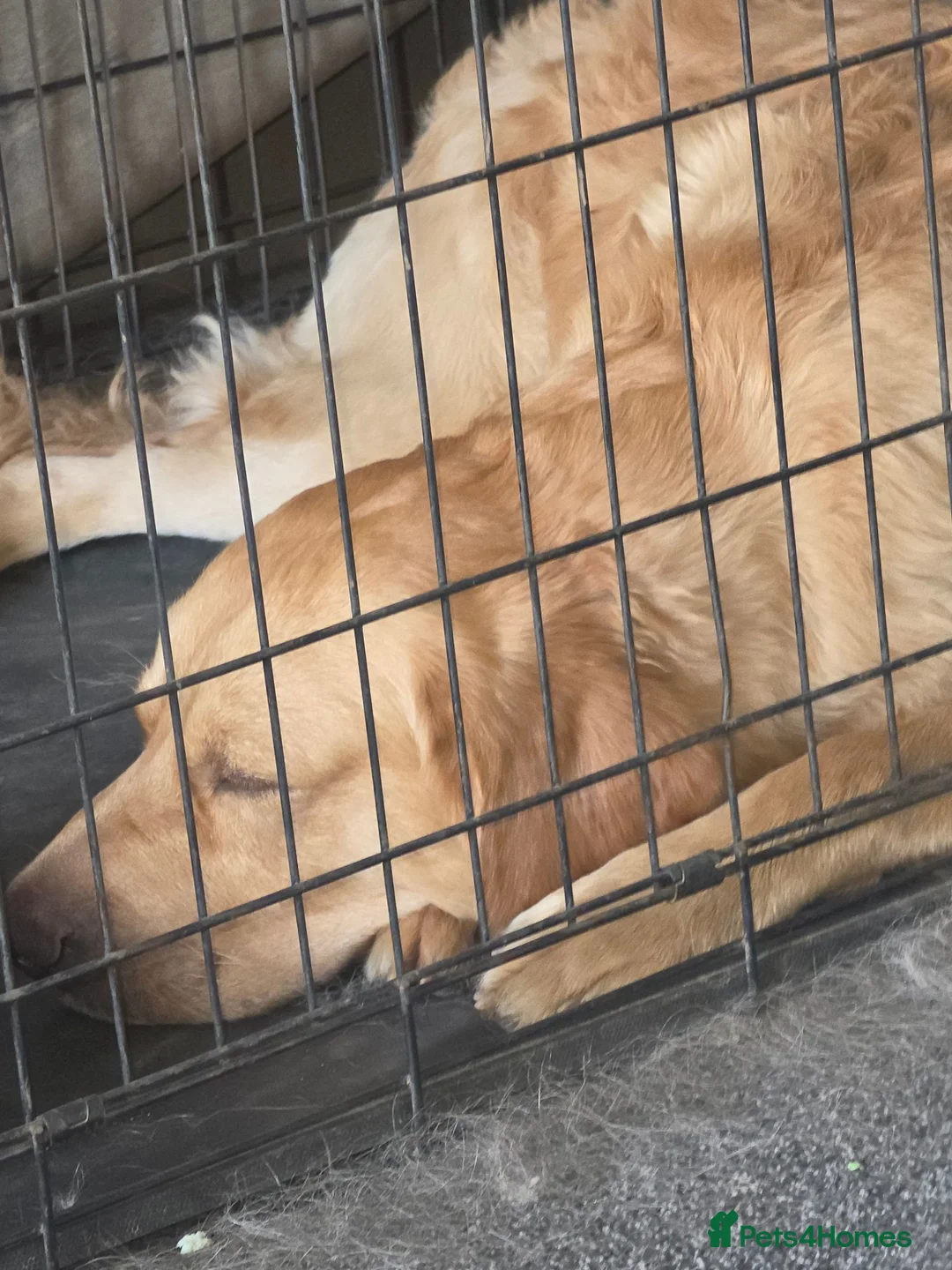 Mixed Breed dogs for sale:  labrador × mastiff they are brother and sister - Advert 6