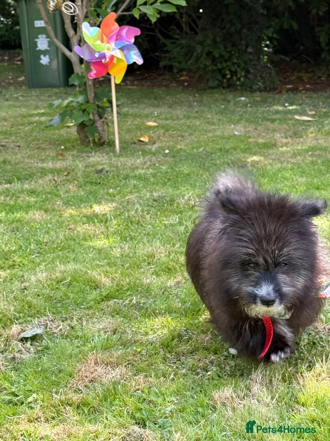 Pomeranian dogs for sale: Pomeranian puppy for sale  - Advert 2