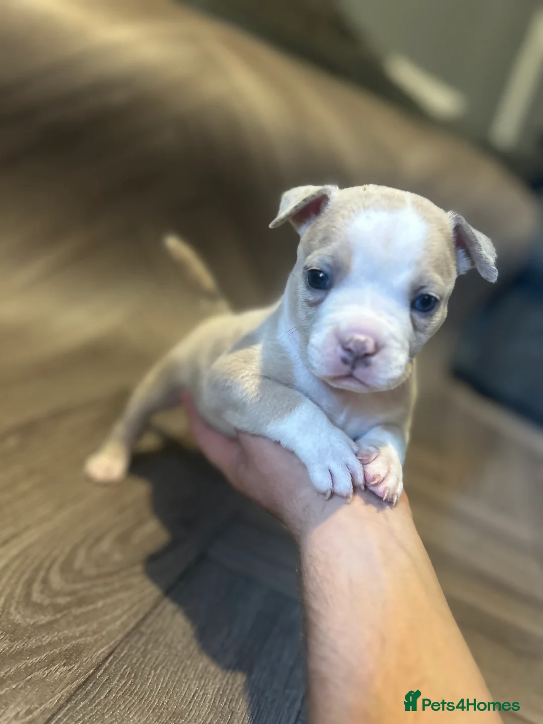 American Bully dogs for sale: American pocket bully’s  - Advert 27