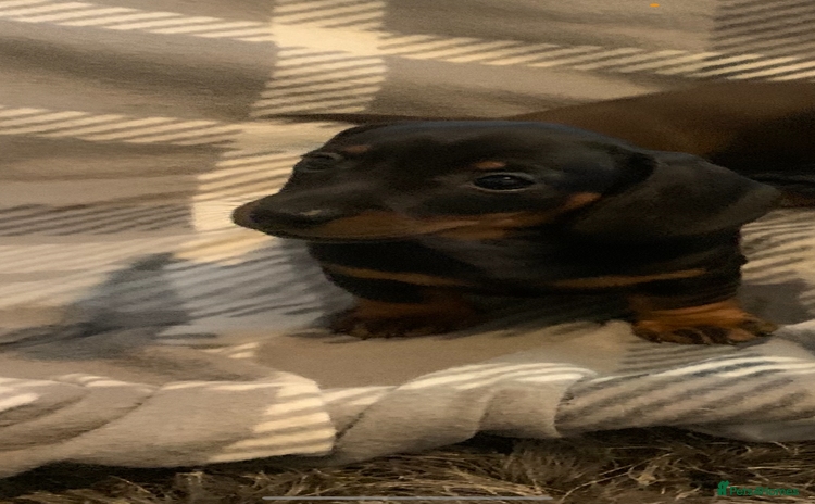 Dachshund dogs - Advert 2